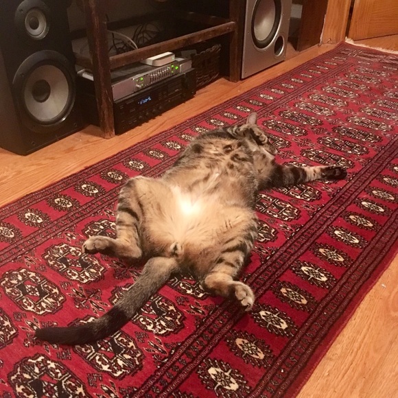 Meet your Posher, Diana - Picture 4 of 5